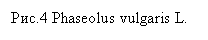 Подпись: Рис.4 Phaseolus vulgaris L.