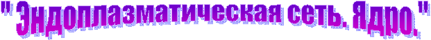 " Эндоплазматическая сеть. Ядро." 