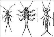 004.jpg (18903 bytes)