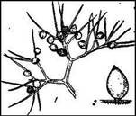 010.jpg (11611 bytes)