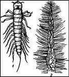 004.jpg (19747 bytes)