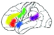 какие области мозга отвечают за осмысление различных особенностей воспринимаемой человеком речи
