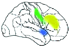 какие области мозга отвечают за осмысление различных особенностей воспринимаемой человеком речи