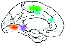 какие области мозга отвечают за осмысление различных особенностей воспринимаемой человеком речи