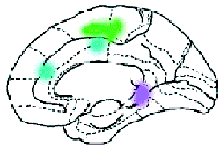 какие области мозга отвечают за осмысление различных особенностей воспринимаемой человеком речи