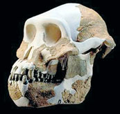 Австралопитек афаренсис