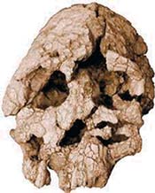 Кениантроп плати