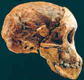 Австралопитек африканус