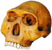 Гомо хабилис