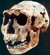 Гомо эргастер