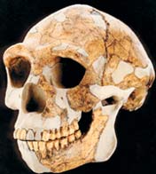 Гомо эректус