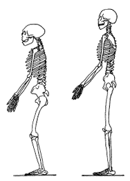 Сравнение скелетов неандертальца и современного человека