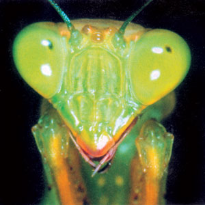 Богомол видит всё вокруг, даже не поворачивая голову