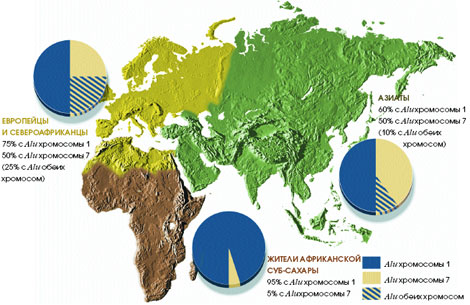 Генетическое разнообразие человечества