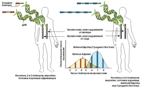 Генетика для демографов