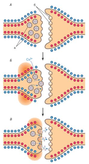 Освобождение нейротрансмиттера (НТ) из везикул и его выход в синапс