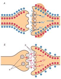 Последствия взаимодействия нейромедиатора с рецепторами постсинаптической клетки