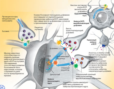 Различные наркотики воздействуют на разные структуры головного мозга, но так или иначе увеличивают приток дофаминовых сигналов к прилежащему ядру