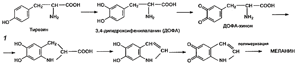 Механизм образования меланина полностью не выяснен
