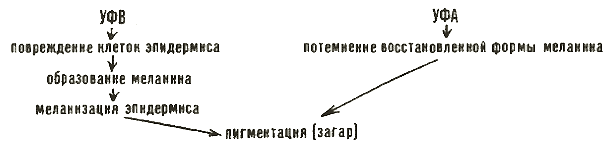Два пути ведут к загару