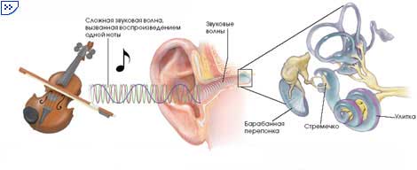Достигающие человека звуки преобразуются структурами наружного и среднего уха в колебания жидкости во внутреннем ухе. Крошечная косточка среднего уха, стремечко, «сотрясает» улитку, изменяя давление заполняющей её жидкости