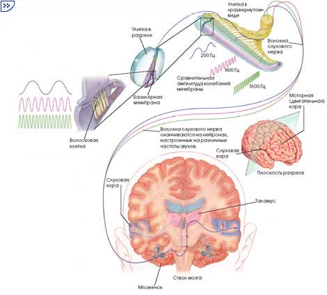 вибрации базилярной мембраны улитки заставляют сенсорные рецепторы уха, волосковые клетки, генерировать электрические сигналы, направляющиеся по слуховому нерву в головной мозг