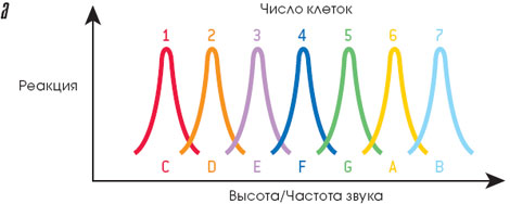 Каждая клетка мозга реагирует на определённую высоту (частоту) звука