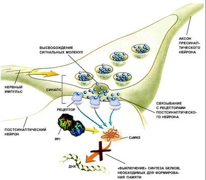 Молекулярный механизм забывчивости