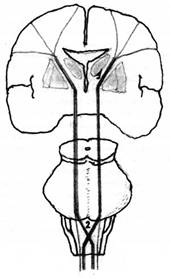 Ход двигательного (пирамидного) тракта от коры полушарий через ствол мозга и перекрест его путей в продолговатом мозге