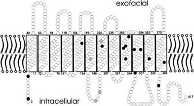 Положение белка резус в мембране эритроцитов