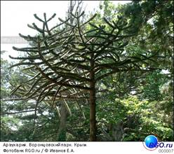 Араукария чилийская