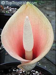 цветок аморфофаллуса