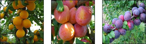 сорта алычи: Подарок С.-Петербургу, Волжская красавица, Гранит