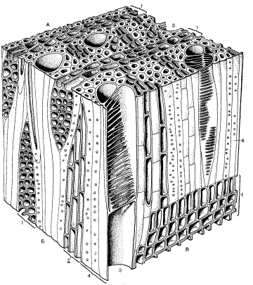 Трехмерная блок-диаграмма древесины дегенерии фиджийской