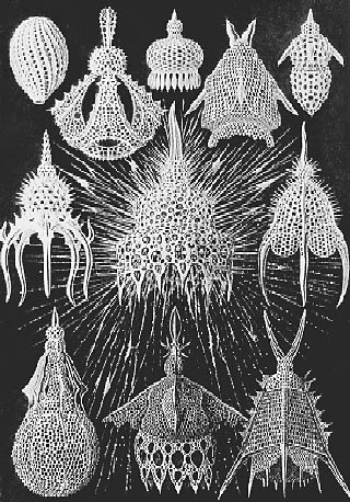 Лучевики, или радиолярии.