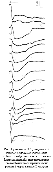 Подпись:  

Рис. 3. Динамика ЭРГ, полученной
микроэлектродным отведением
в области нейропиля глазного бокала
Lymnaea stagnalis, при стимуляции
светом (отметка в верхней части
рисунка) через каждые 3 минуты

