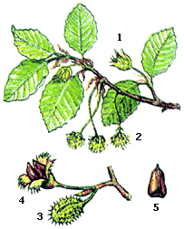 Ветка бука с женскими и мужскими соцветиями, буковые орешки