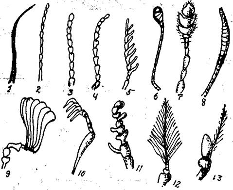 Энтомология (методичка). Реферат. Сельское хозяйство. 2009-01-12