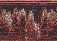 Картирование коренных пород