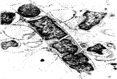 Клетки доминирующих бактерий