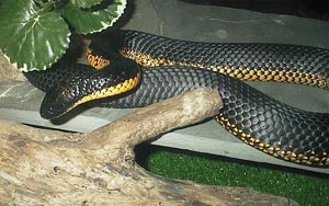 ЗМЕЯ ТИГРОВАЯ