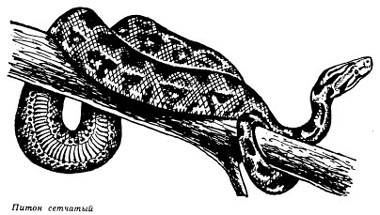 Питон сетчатый