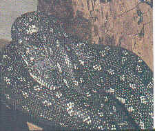 ПИТОН РОМБИЧЕСКИЙ