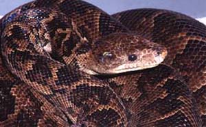 ПИТОН АМЕТИСТОВЫЙ