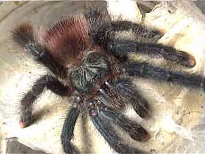 ПАУКИ-ПТИЦЕЯДЫ