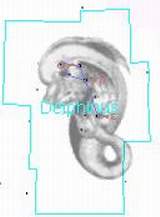 Созвездие ДЕЛЬФИН