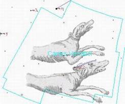 Созвездие ГОНЧИЕ ПСЫ