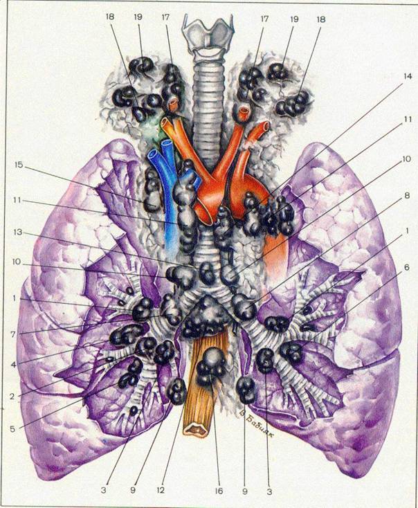 Реферат по теме Анатомия, физиология и патология дыхательной системы у детей