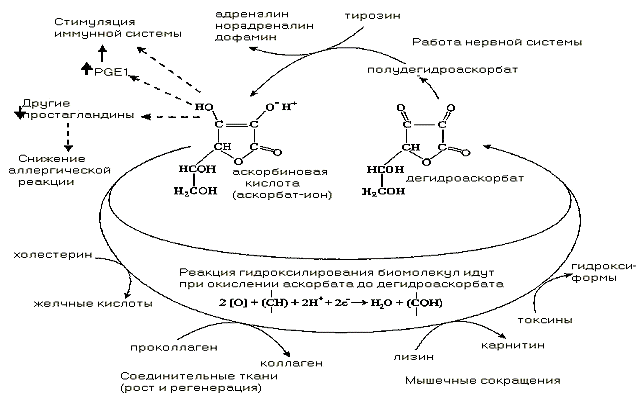 Превращение аскорбиновой кислоты