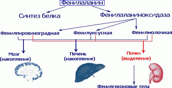 Фенилаланин в организме